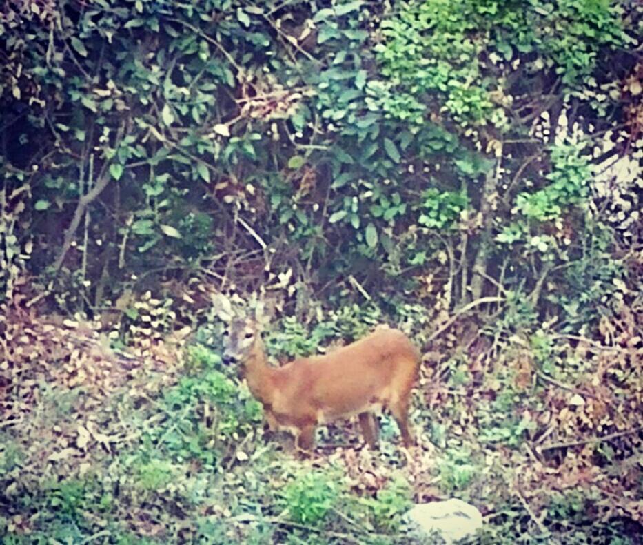 Apartment Bambi Opatija Eksteriør bilde